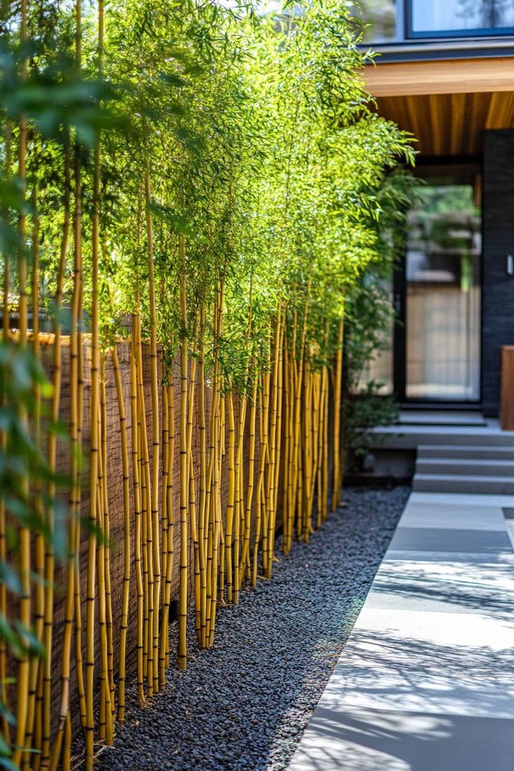 an outdoor garden with bamboo trees and gravel path leading to the front entrance of a house