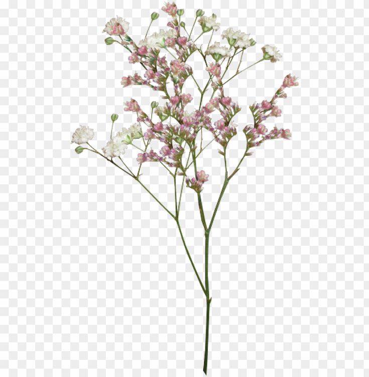 Aesthetic Flowers Transparent Background, Flower Png Images For Editing, Vintage Flowers Design, Flowers Overlay For Edits, Cute Png Transparent Background, Transparent Flowers Overlays, Aesthetic Pictures Png, Aesthetic Png Transparent Background, Minimal Png Aesthetic