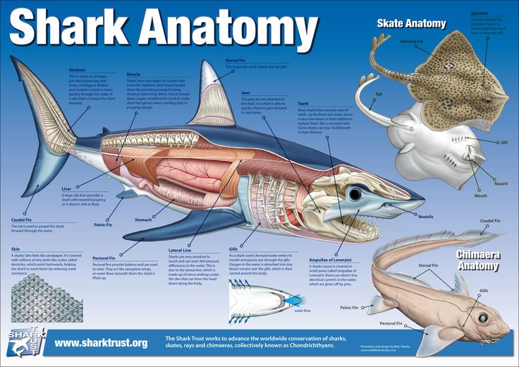 the anatomy of a shark and other marine animals