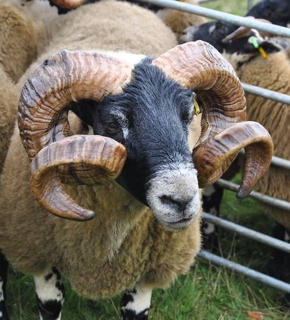 a herd of sheep standing next to each other on a lush green field