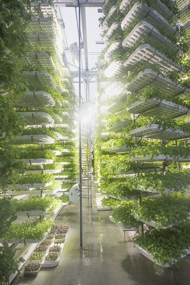 the inside of a greenhouse with plants growing on it's sides and sunlight shining through the windows