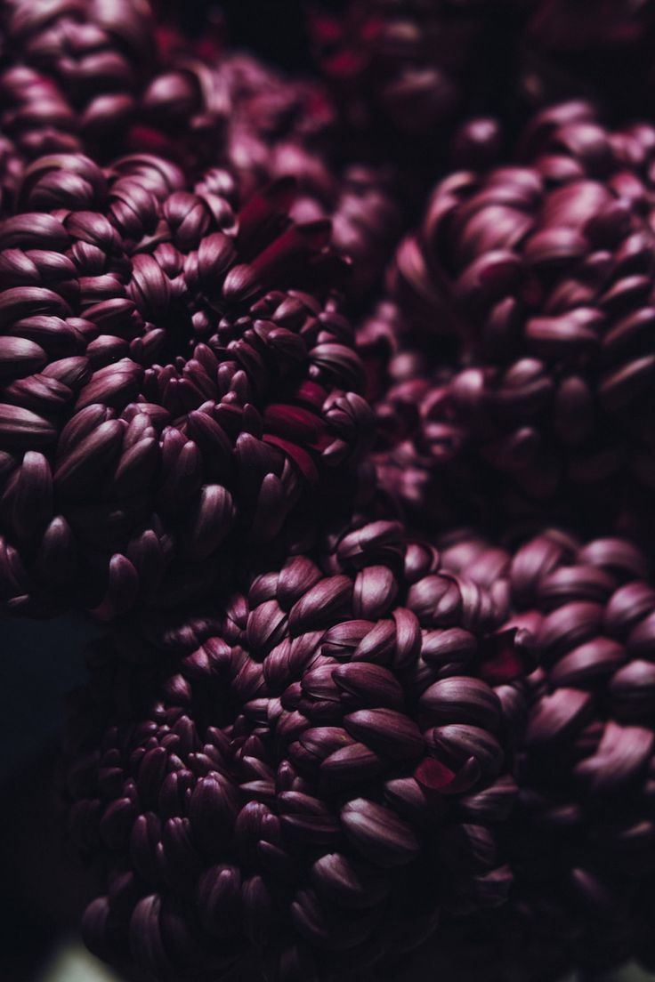 closeup of purple flowers in a vase