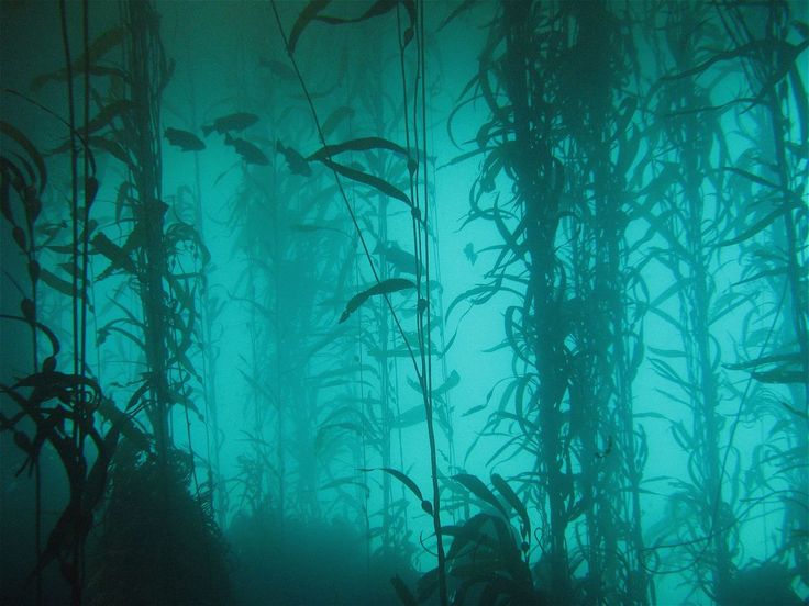 the forest is green and foggy at night