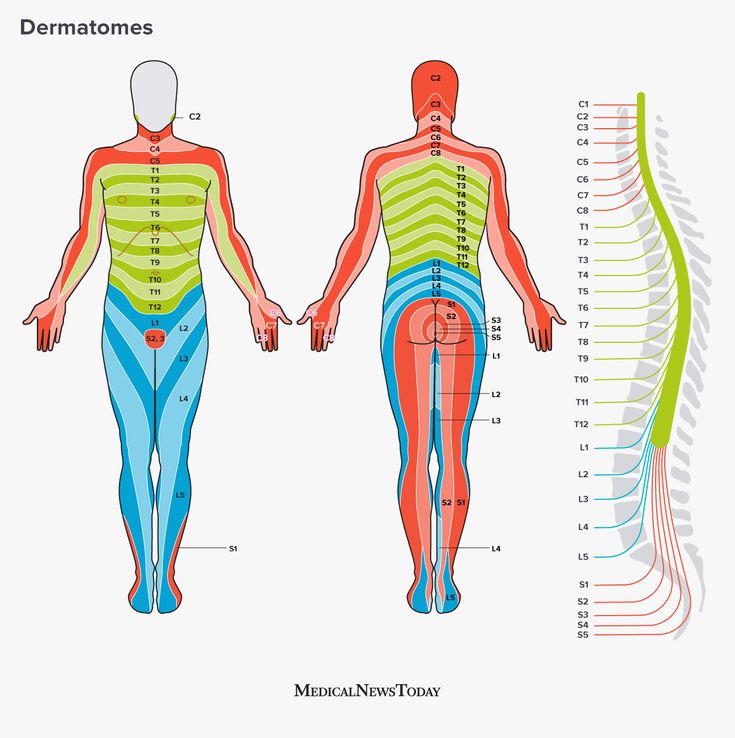 Dermatomes: Definition, chart, and diagram | Basic anatomy and ...