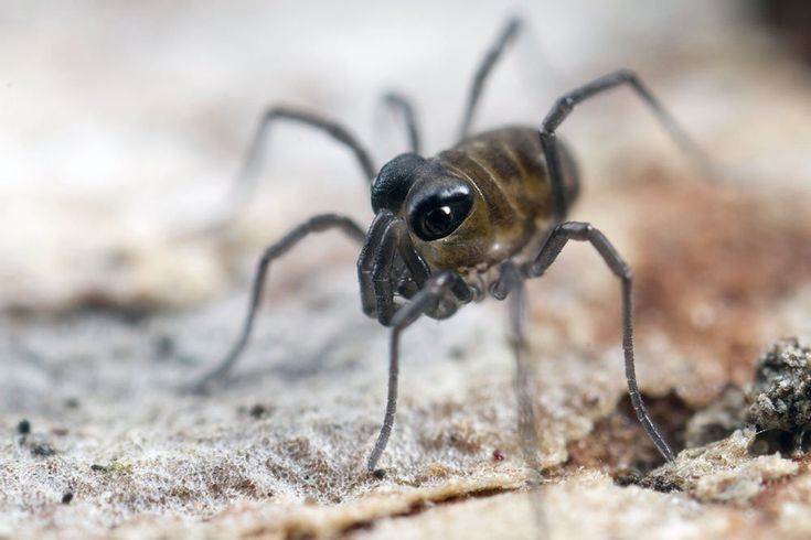 a close up of a small insect on the ground