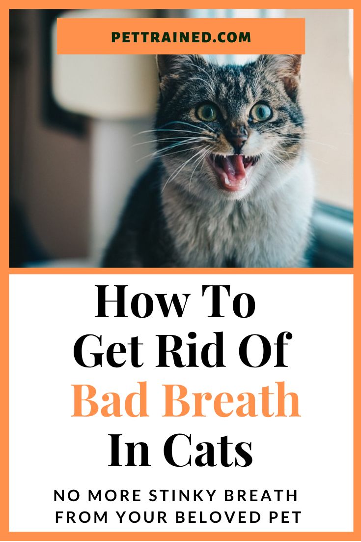 a cat with its mouth open and the words how to get rid of bad breath in cats