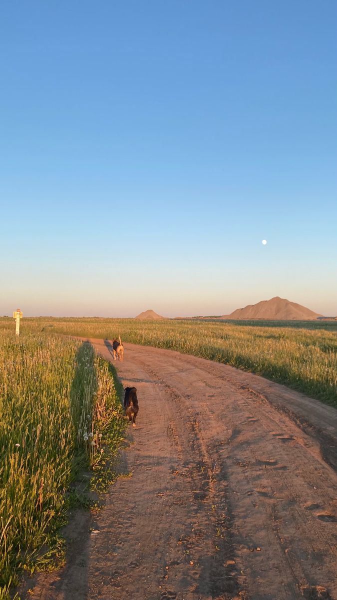 a dog walking down a dirt road next to a lush green field under a blue sky