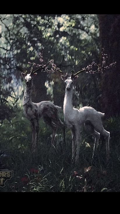 two white deer standing next to each other on a forest covered with grass and trees