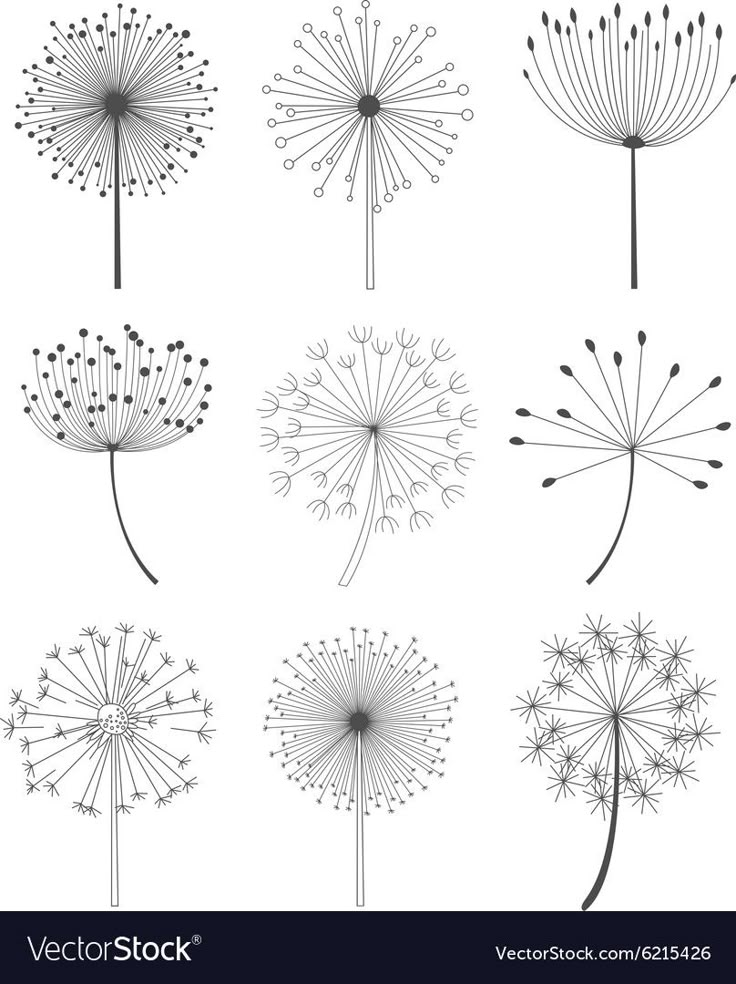 the dandelions are drawn in black and white