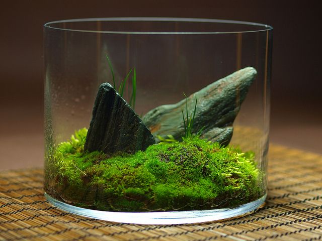 moss and rocks in a glass vase on a table