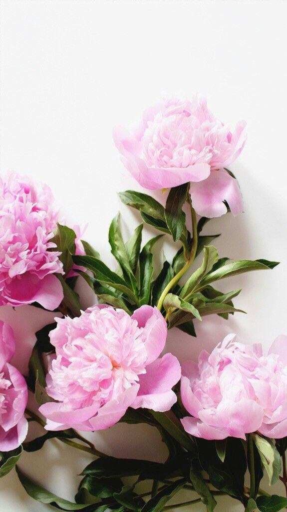 pink flowers are arranged on a white surface