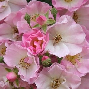 pink and white flowers with green leaves on them