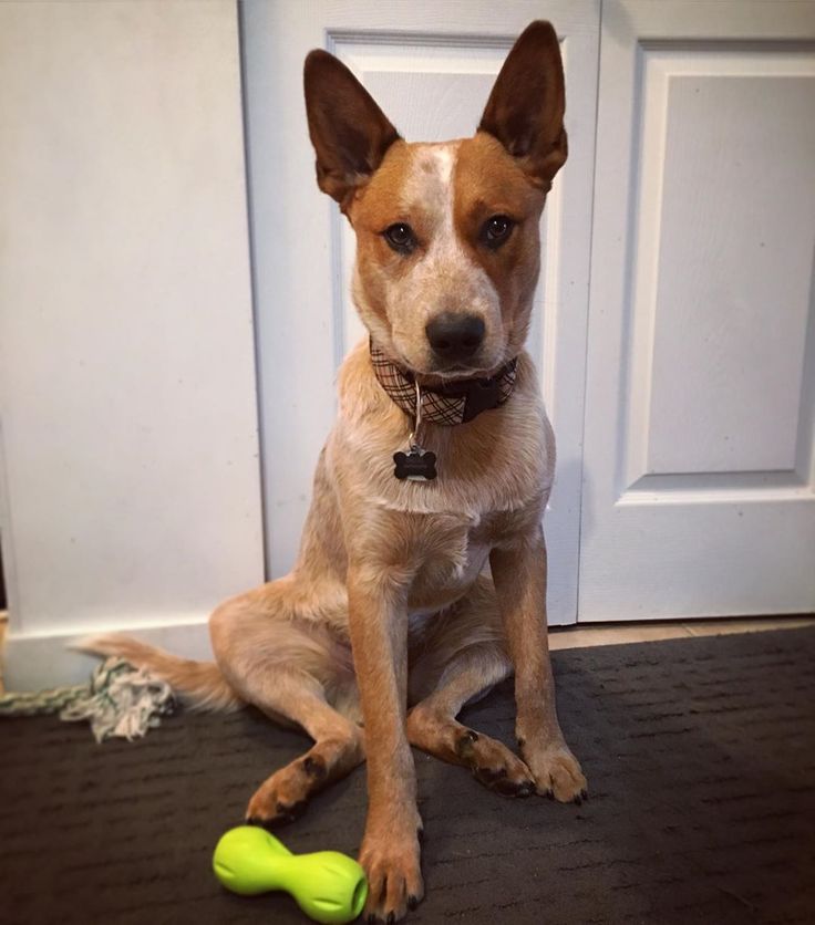 a dog sitting in front of a door with a toy on the floor next to it