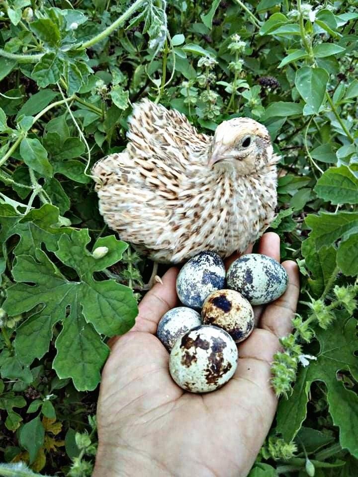 a hand holding three eggs in front of a chicken and another bird sitting on top of them