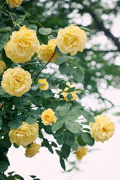 yellow roses blooming on the branches of a tree