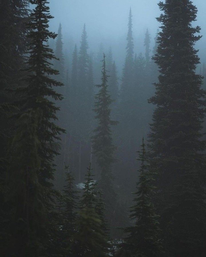 foggy forest with pine trees in the foreground