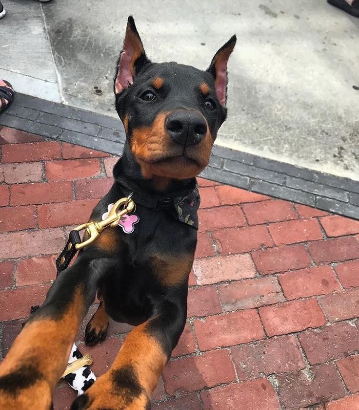 a black and brown dog sitting on top of a brick walkway