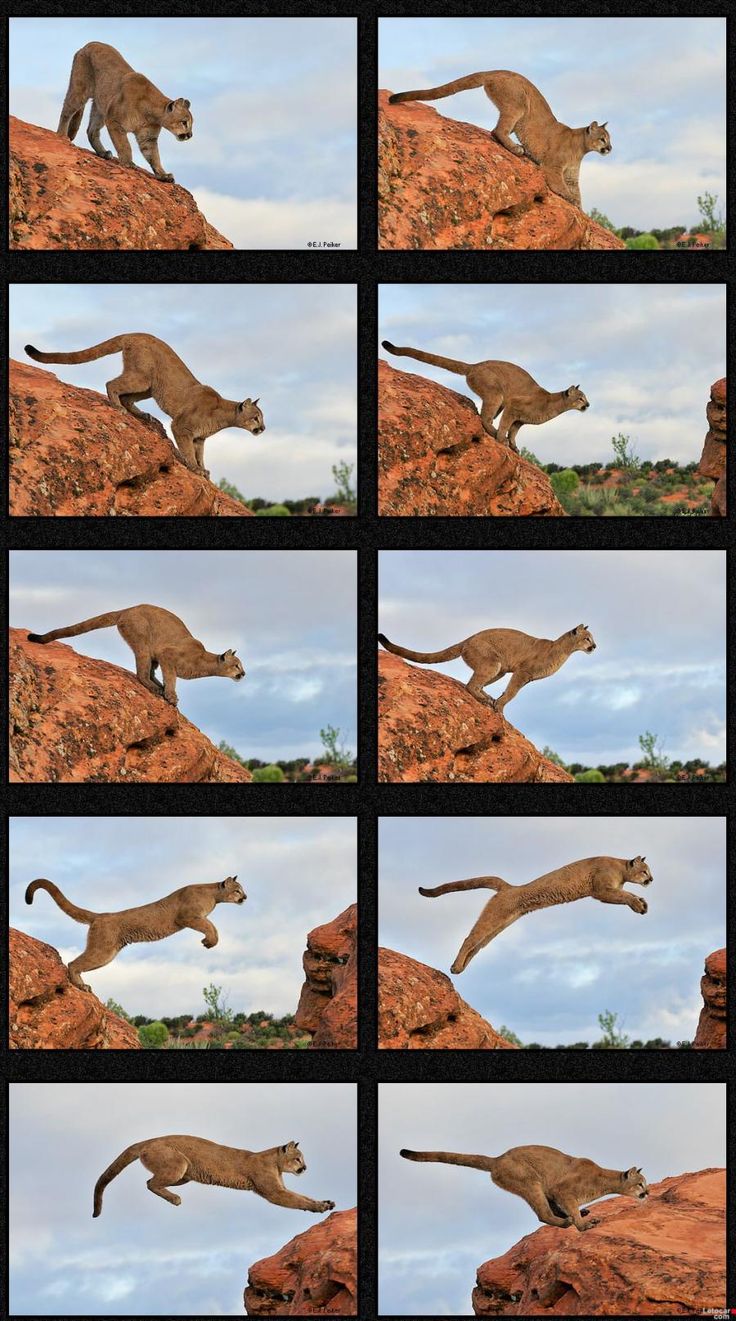 several pictures of a cheetah running on top of a rock in the wild