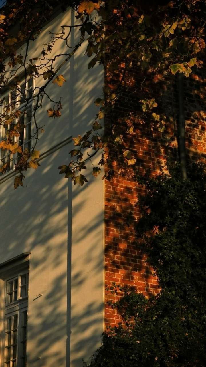 the shadow of an apartment building is cast on it's wall and tree branches