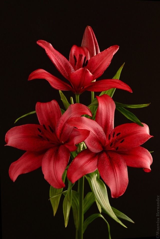 red lilies in a vase on a black background with green leaves and water droplets