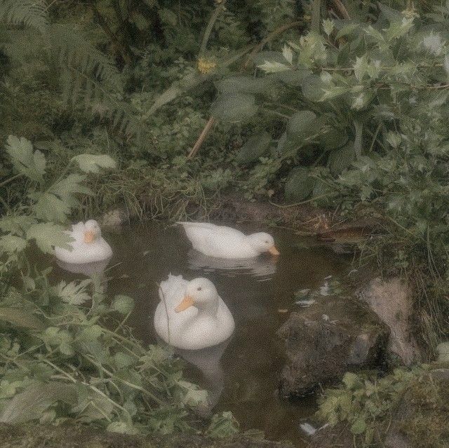 three white ducks are swimming in the water