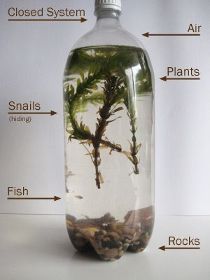 a glass jar filled with water and plants