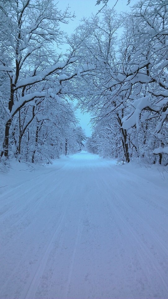 a snow covered road with trees lining both sides