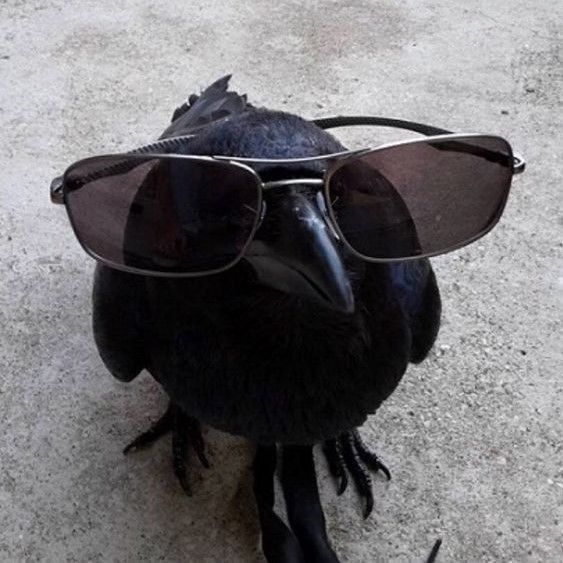 a black bird with sunglasses on it's head