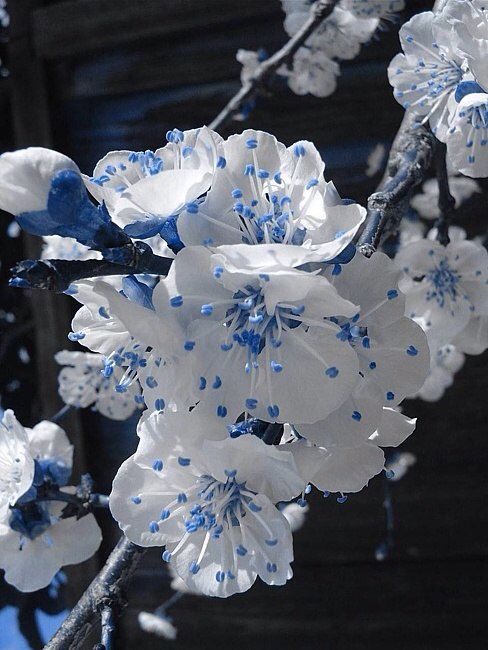 some white and blue flowers on a tree