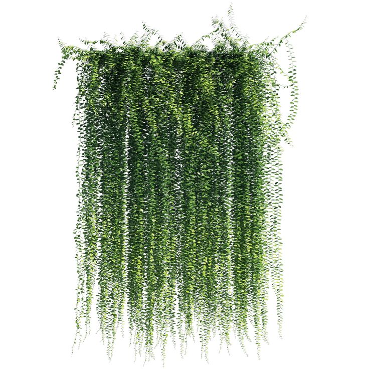 an image of some green plants hanging from the ceiling in front of a white background