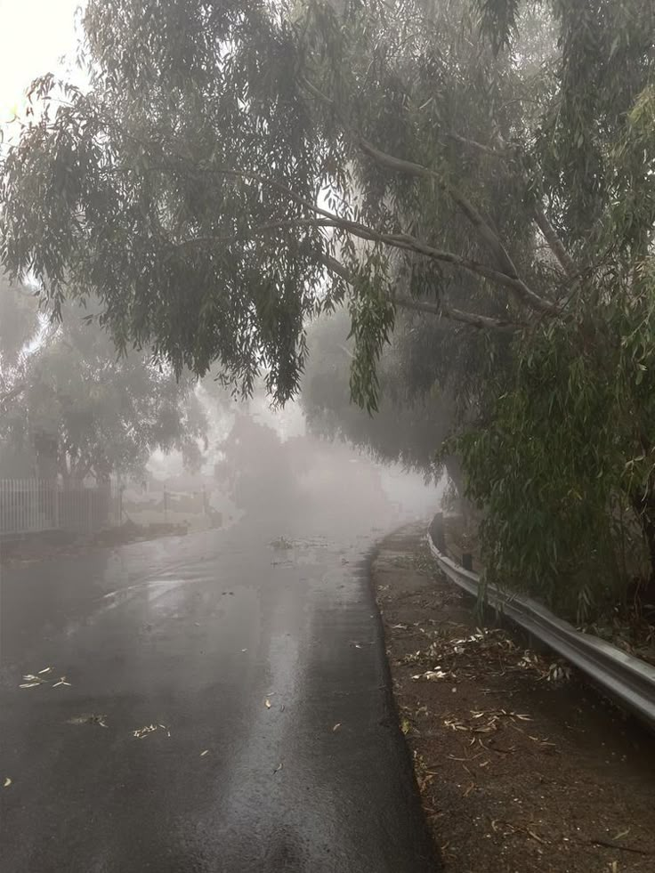 a street with trees on both sides and fog in the air