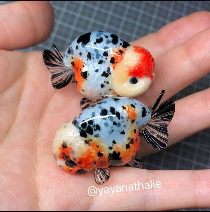 Ranchu Goldfish Calico Oranda Goldfish, Butterfly Tail Goldfish, Ranchu Gold Fish Tank, Pet Fish Ideas, Ranchu Goldfish Wallpaper, Ranchu Fish Tank, Chunky Goldfish, Ranchu Goldfish Tank, Puffy Goldfish