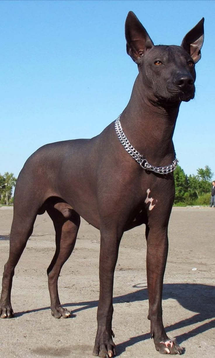 a black dog standing on top of a dirt field next to a person wearing a white collar