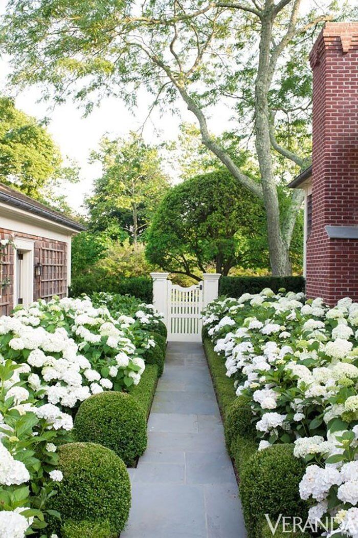 a garden with white flowers and green bushes