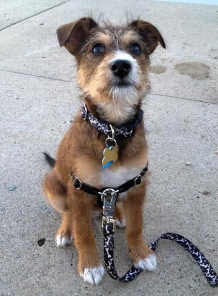 a small brown and white dog sitting on top of a cement floor next to a leash