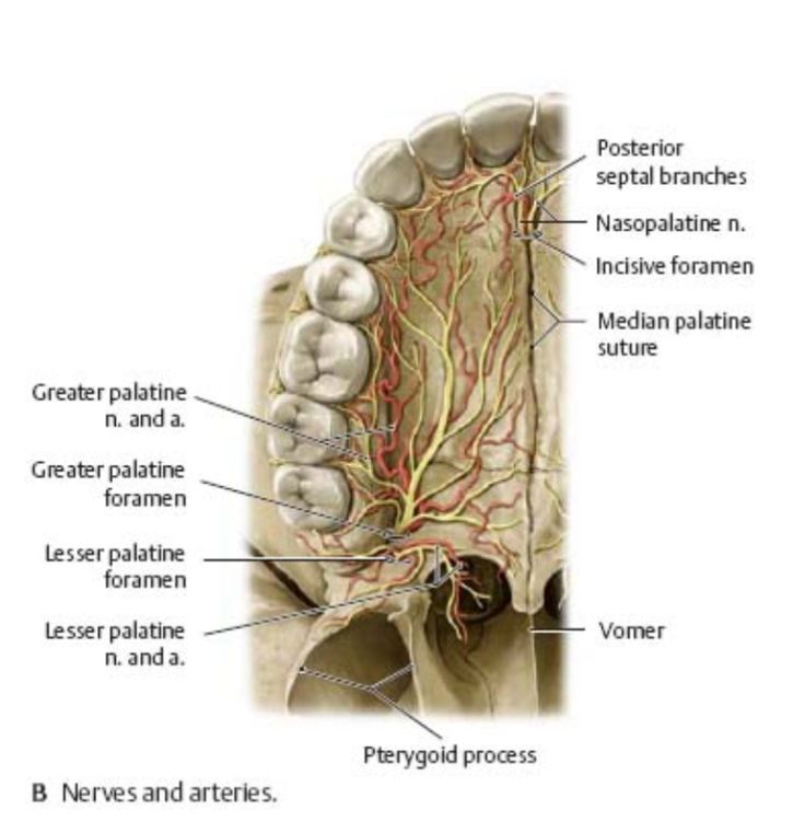 Sensory innervation of the mouth   The innervation of the oral cavity is distinct and comes primarily from the maxillary and mandibular divisions of the trigeminal nerve.  Roof of the mouth is innervated by The greater palatine and nasopalatine nerves from the maxillary division of the trigeminal nerve. ￼  Hard Palate The hard palate is formed by the palatine processes of the maxillae and the horizontal plates of the palatine bones . It is continuous behind with the soft palate. Soft Palate The soft palate is a mobile fold attached to the posterior border of the hard palate. Its free posterior border presents in the midline a conical projection called the uvula. The soft palate is continuous at the sides with the lateral wall of the pharynx. The  soft palate is composed of mucous membrane, Mandibular Nerve, Lingual Tonsils, Maxillary Nerve, Palatine Bone, Glossopharyngeal Nerve, Trigeminal Nerve, Hypoglossal Nerve, Nerve Anatomy, Paranasal Sinuses