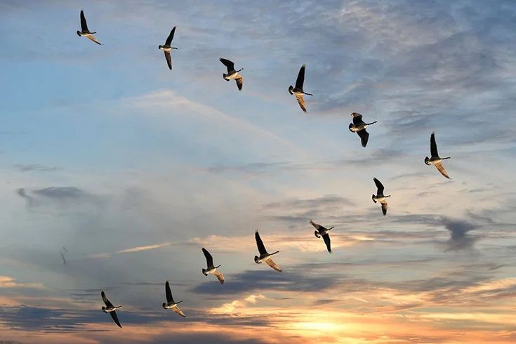 a flock of birds flying in the sky at sunset