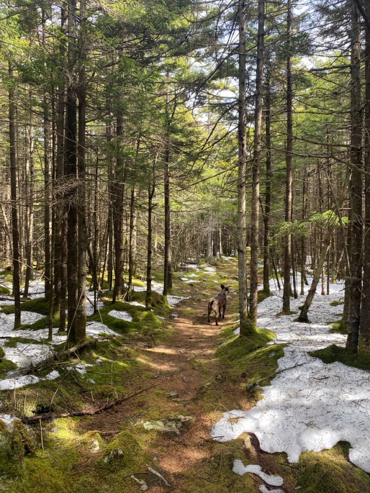 two people are walking through the woods on a trail in the snow and grass covered ground