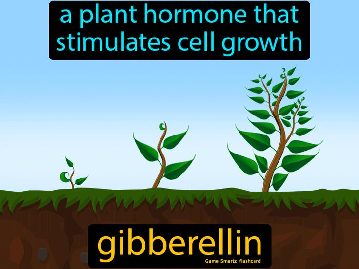 Gibberellin definition: A plant hormone that stimulates cell growth. Plant Hormones, Study Strategies, Cell Growth, High School Life, 9th Grade, Easy Science, Science Biology, Class 10, Growth Hormone