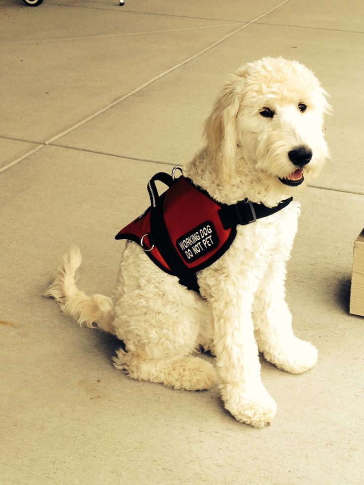 a white dog wearing a red vest sitting on the ground next to a skateboard