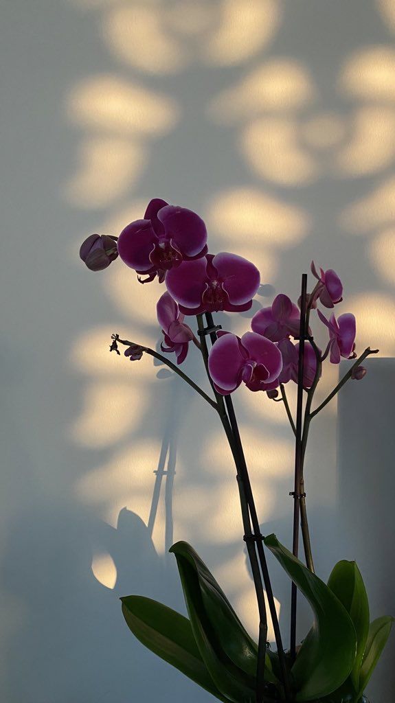 a vase with some purple flowers in it