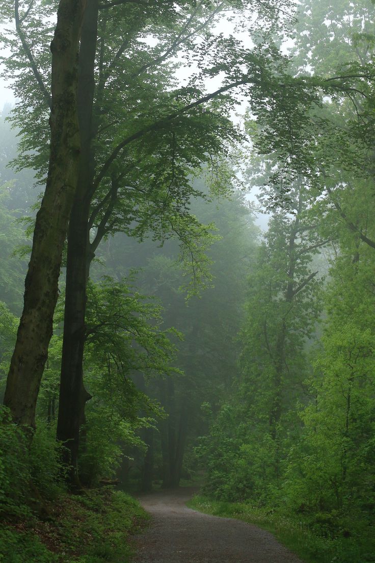 a dirt road surrounded by trees and fog