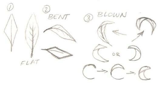 a drawing of different shapes and sizes of leaves