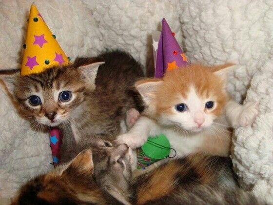 three kittens wearing party hats and sitting on a couch with one cat looking at the camera