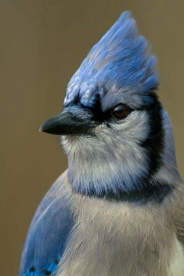 a blue and white bird is sitting on a tree branch with its head turned to the side