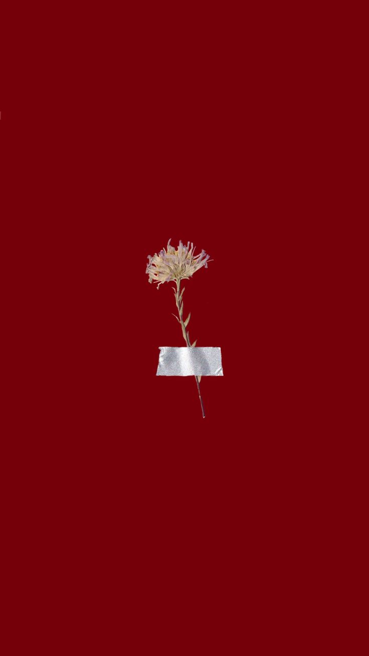 a single flower is placed on a red background