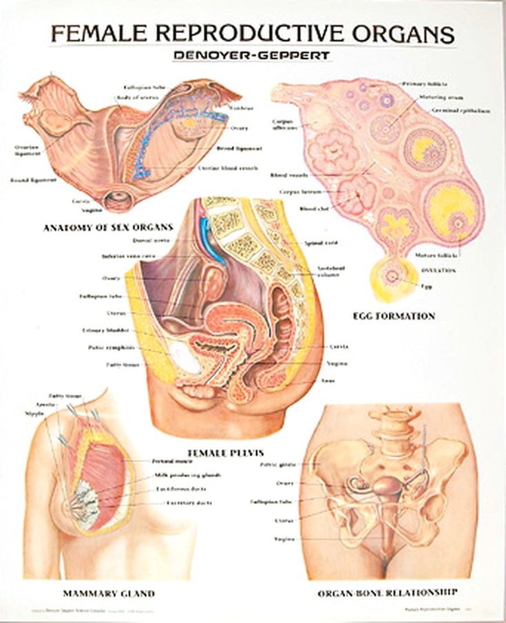 an image of female reproductional organs chart with names and pictures on the front cover