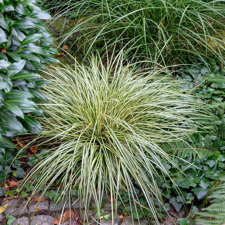 some very pretty plants in the grass