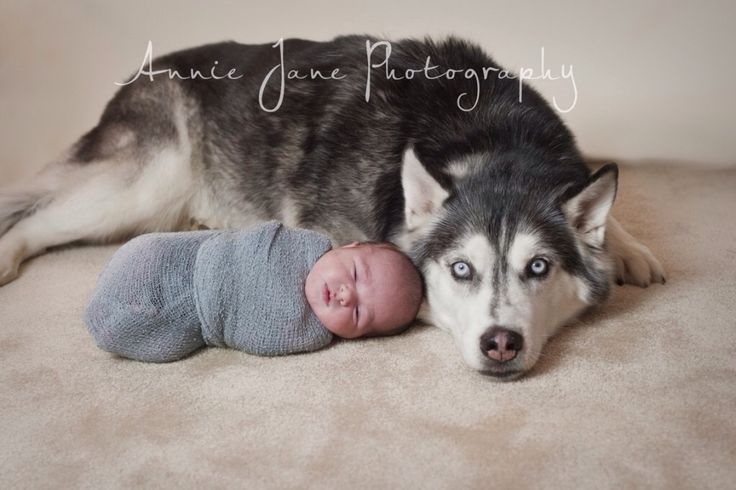 a husky dog laying next to a baby