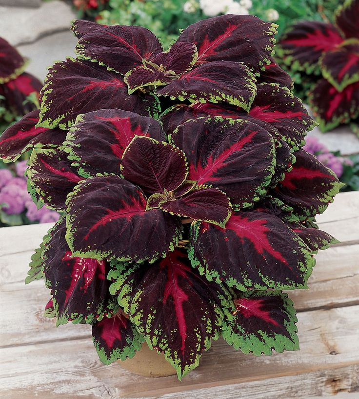 red and green plants are sitting on the ground in front of other plants that have purple leaves